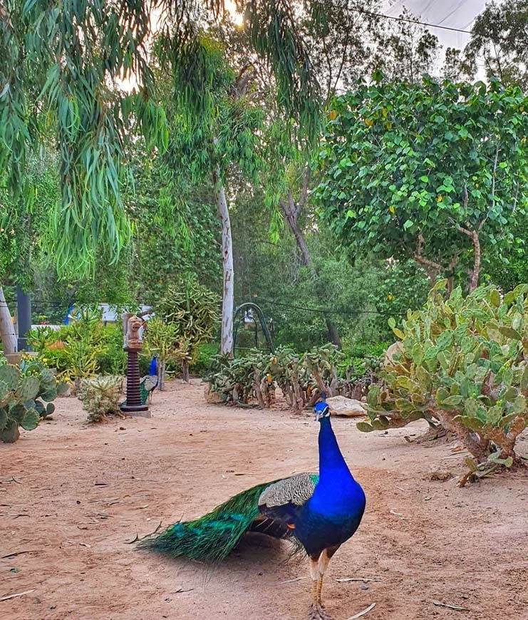 باغ پرندگان کیش