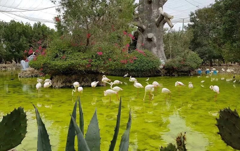 باغ پرندگان کیش