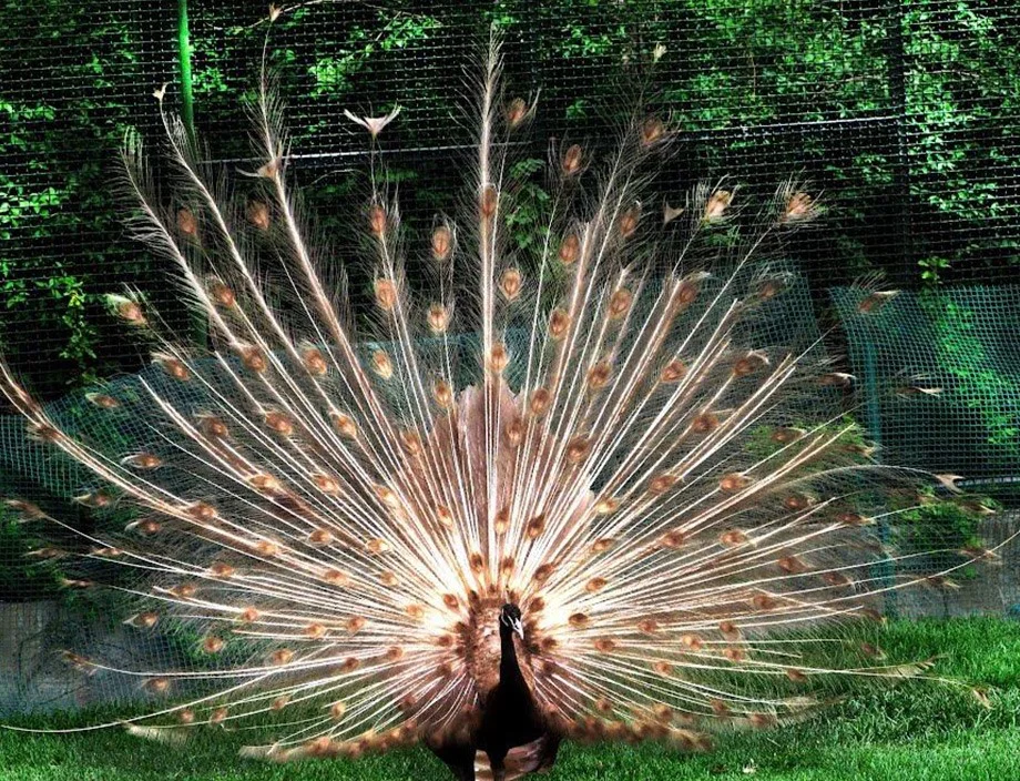 باغ پرندگان کیش