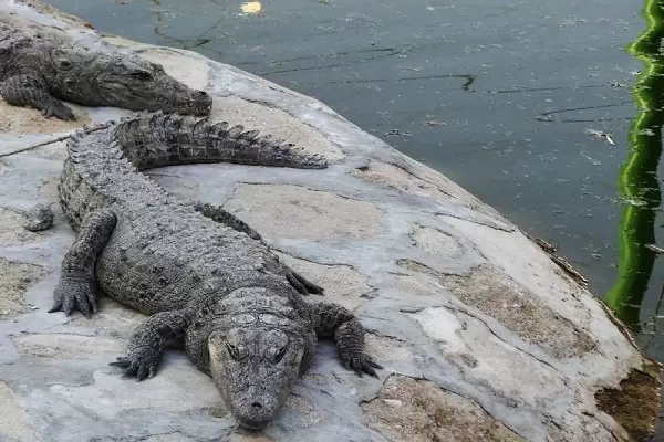 باغ پرندگان کیش