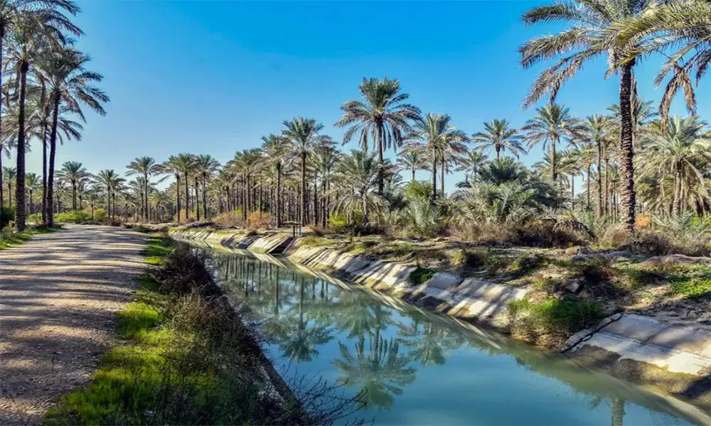 نخلستان آب پخش یکی از بهترین جاهای دیدنی بوشهر